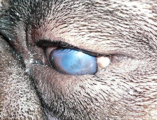 Entropion in a dog