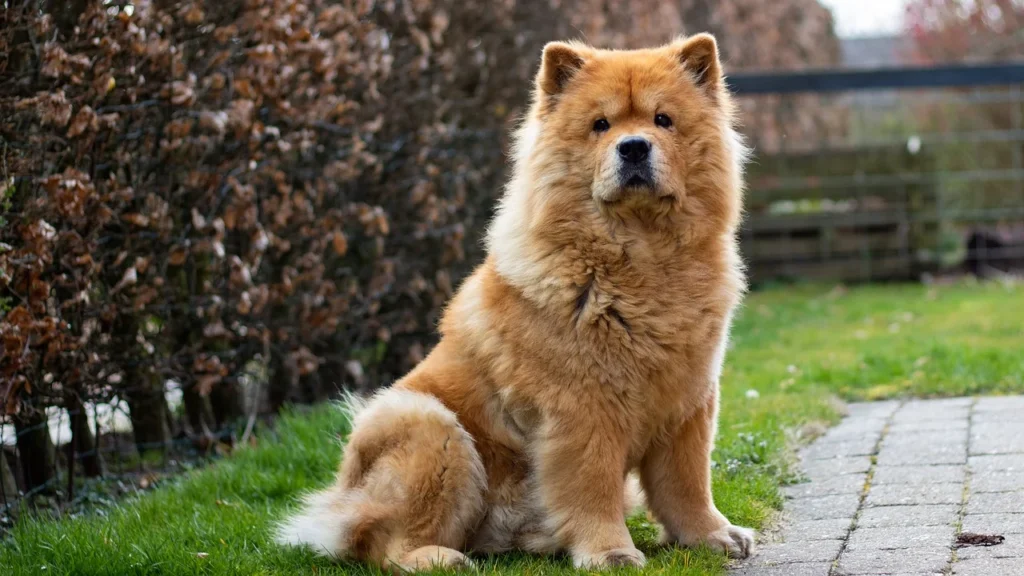 Light brown Chow Chow sitting in the grass.
One of the 8 Dog Breeds to Absolutely Think Twice About and Why