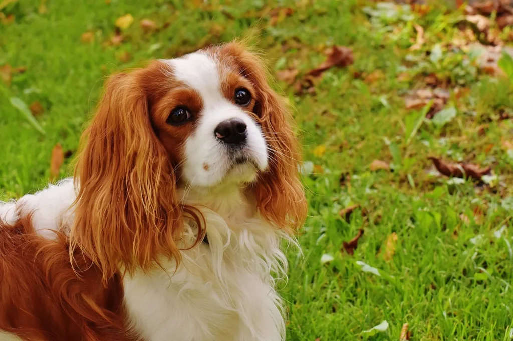 White and brown Cavalier King Charles Spaniel sitting on the grass