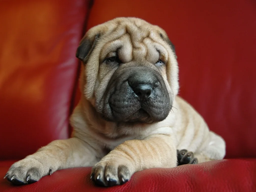 A light brown Shar-Pei puppy lying on a red sofa.