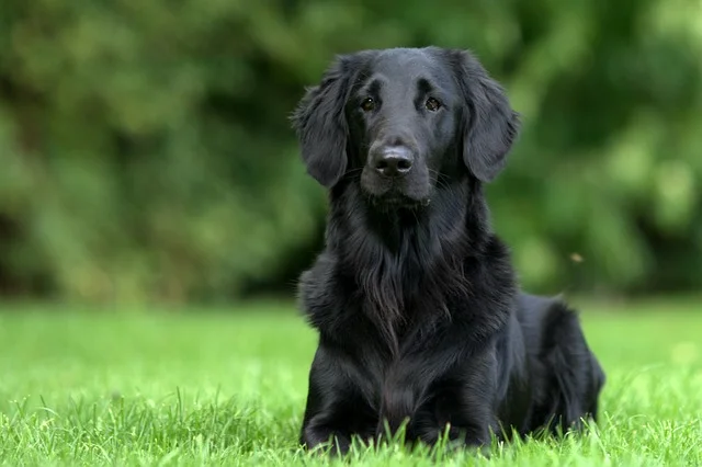 Black Flat-Coated Retriever laying in the grass.
