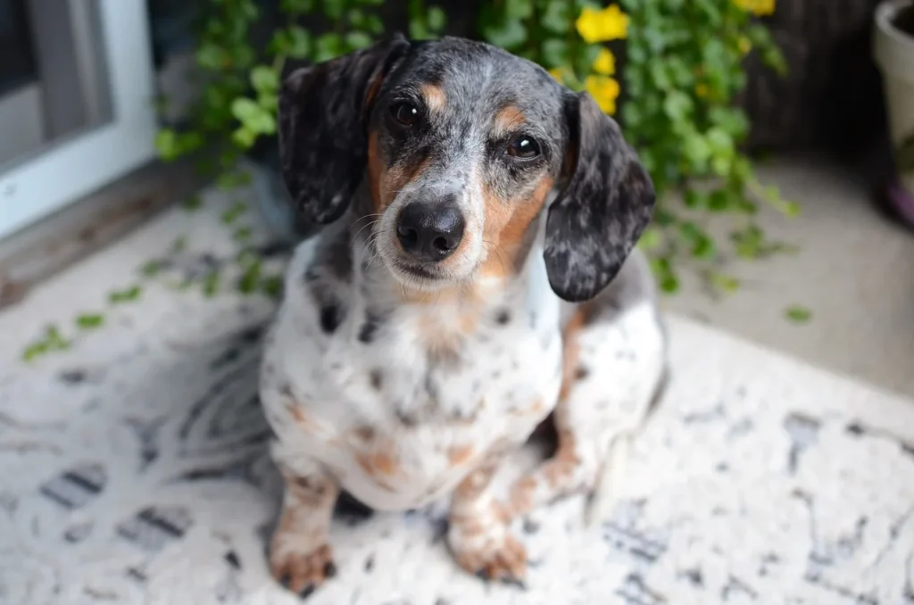 A Dachshund sitting. He is mainly black and white and some brown dotted.