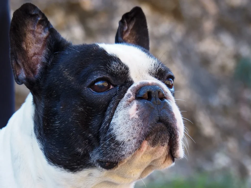 Black and White French Bulldog.