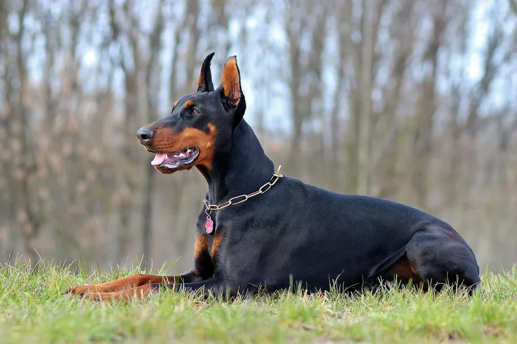 Dobermann lying in the grass.