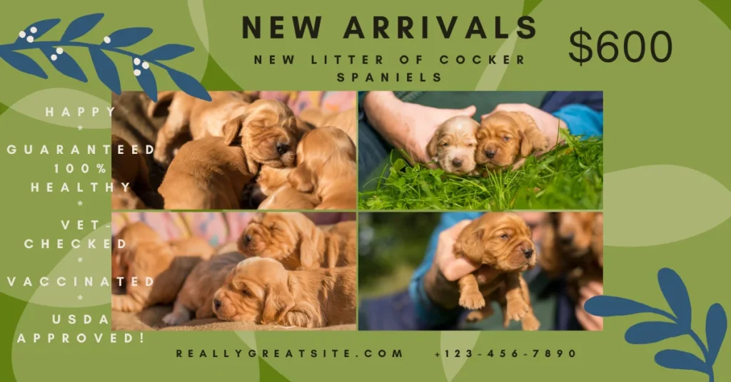 a fake ad for a new litter of cocker spaniels, created by me in Canva
