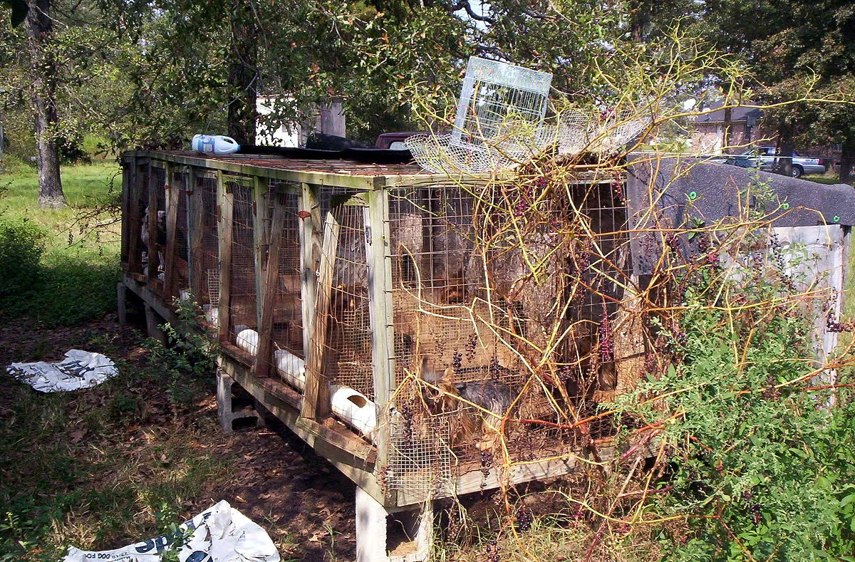 An image of a puppy mill: there are several crates/kennels filld with many dogs. There is much overgrowth of (dead) plants and lots of debris. A terrible place to keep dogs.
