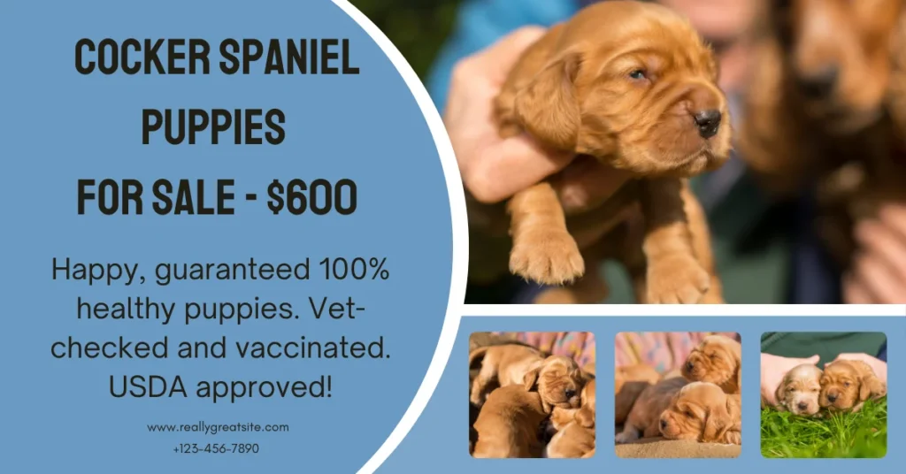 a fake ad for a new litter of cocker spaniels, created by me in Canva