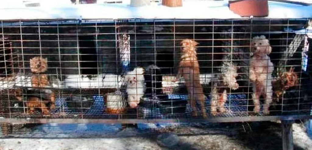 Several dogs are in a cramped cage, living in poor conditions in a puppy mill.