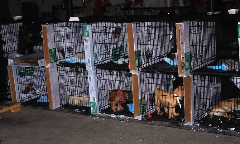 puppy mill