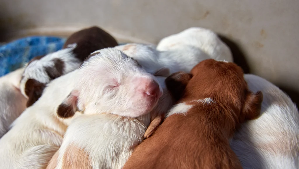 a litter of new born puppies sleeping