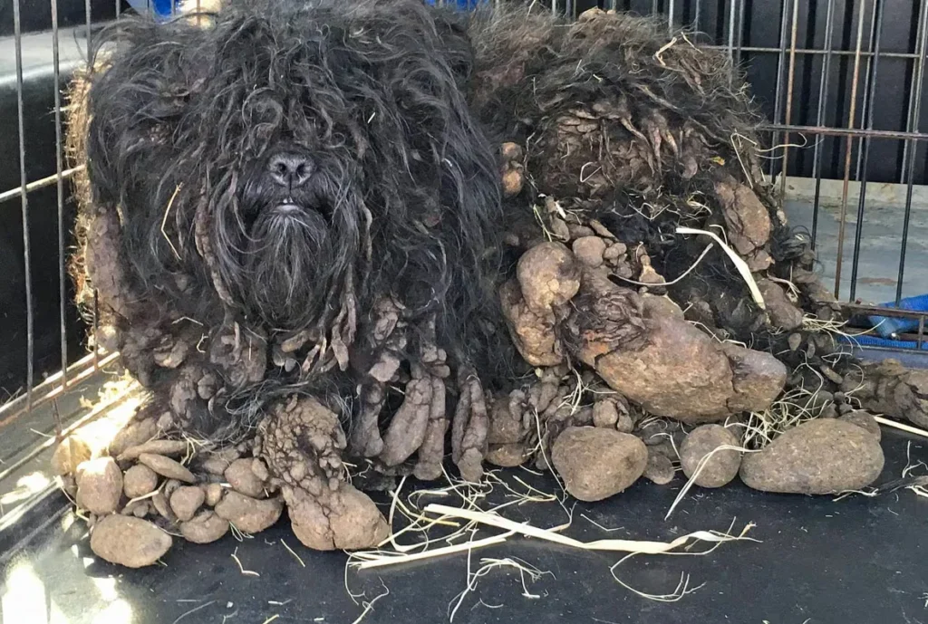shih tzu before 1