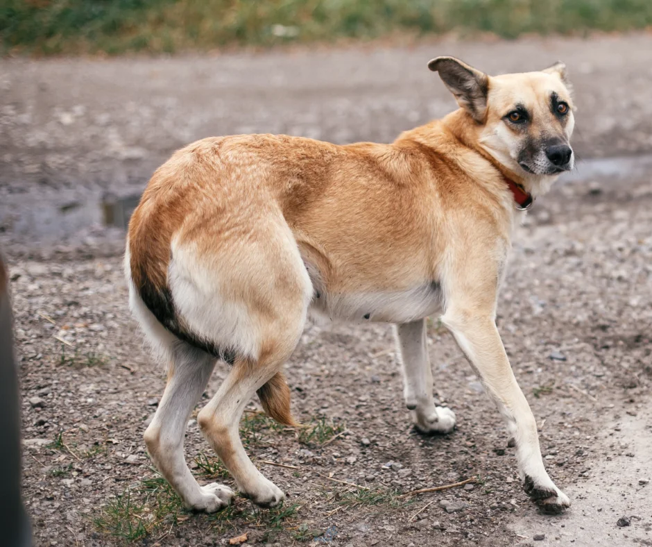 a light brown-coloured dog showing signs of anxiety by having a tucked tail.