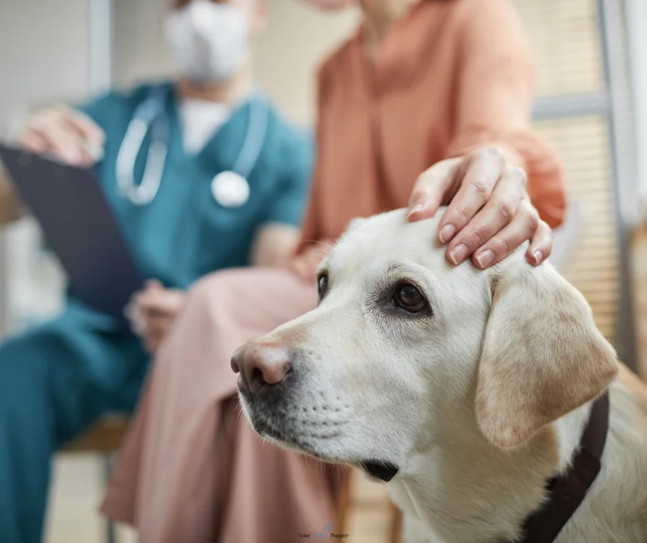 A yellow labrador dog sitting in the front, blurred, in the background is a woman who has her hand resting on the dog's face and a vet with a clipboard